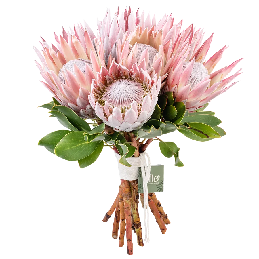 Экзотика в доме